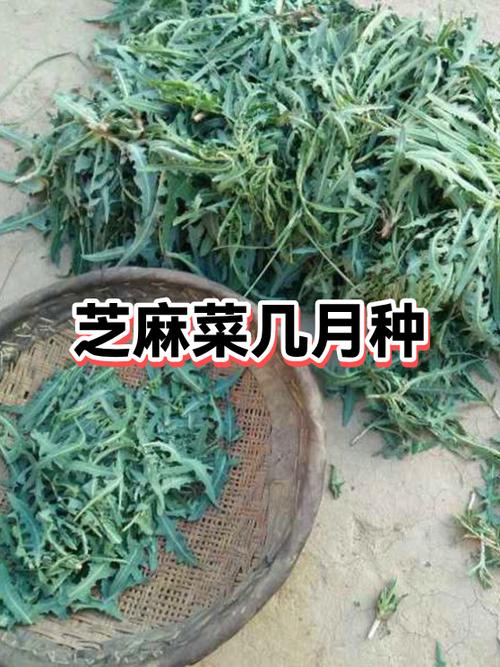 芝麻菜APP最新版缩略图