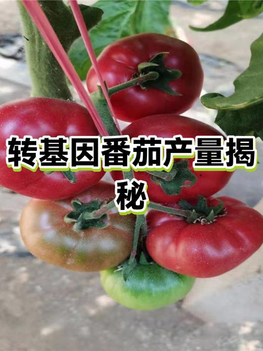 番茄转手赚图标