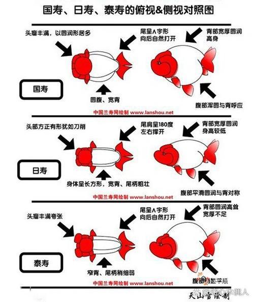 金鱼含义图标