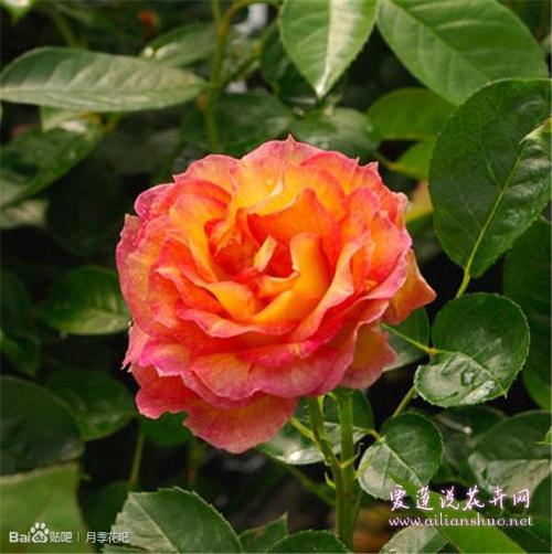 原神丽莎喜欢哪朵花图标