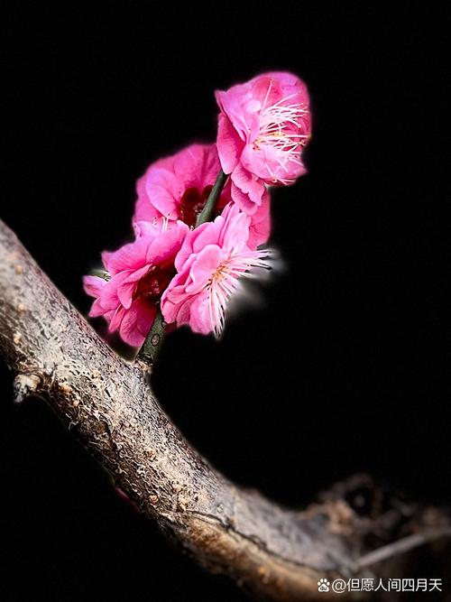 梅花app改名后叫什么名字