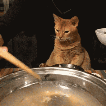 猫也不吃你打了是啥意思