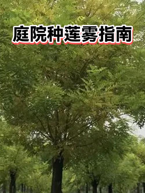 莲雾可以种在庭院吗截图