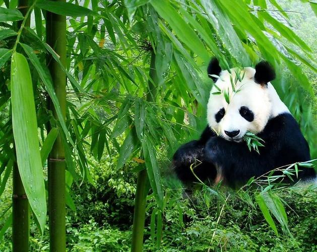 熊猫绿色(专供出口)