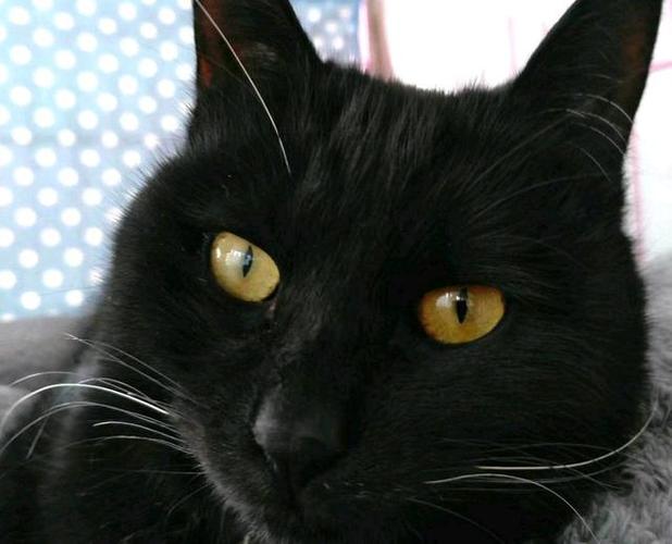 玄猫寿命一般多少年