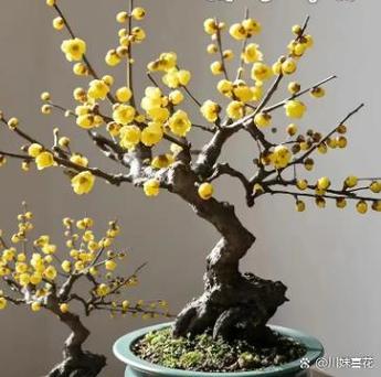 女人喜欢养花说明什么缩略图