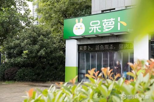 呆萝卜啥意思