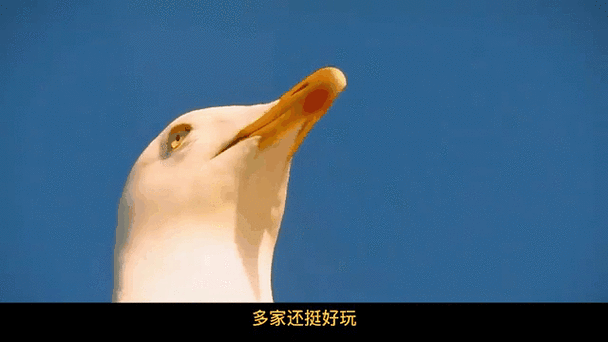 海鸥聊天软件缩略图