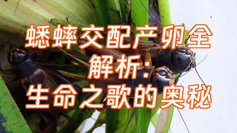 蛐蛐繁殖方式截图