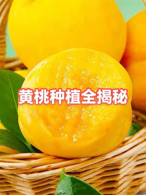 黄桃罐头被国家禁止了吗截图