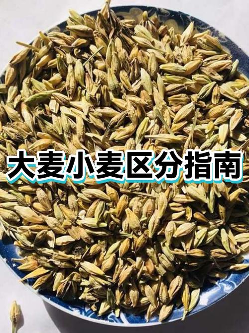 大麦有几种品种截图