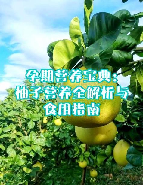 多吃柚子的好处有哪些图标