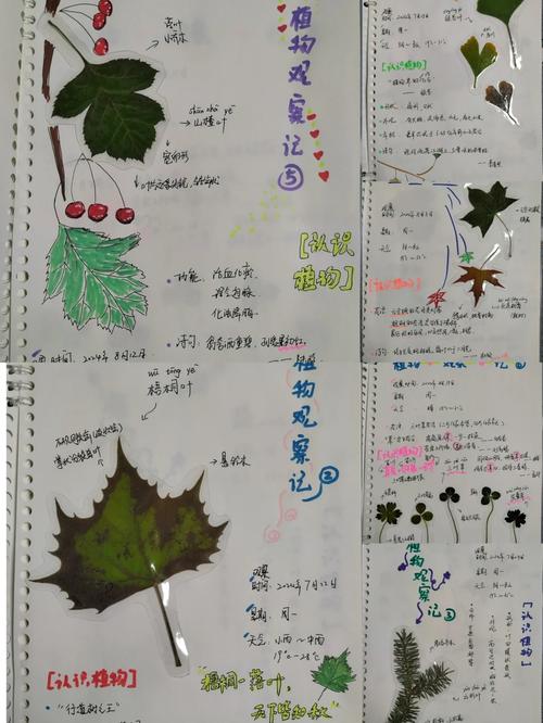口袋妖怪叶绿梦幻岛怎么去截图