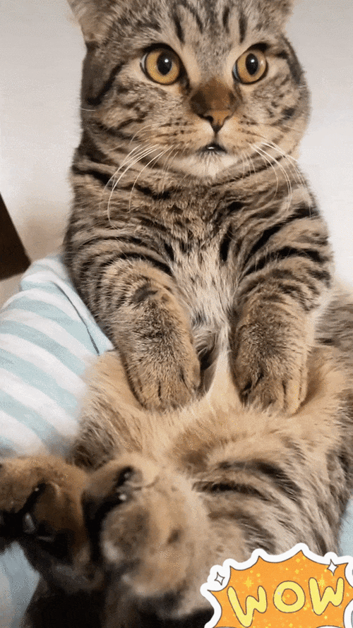 猫下半身一抖一抖截图