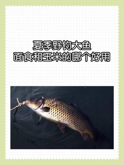 鱼几天不喂会饿死