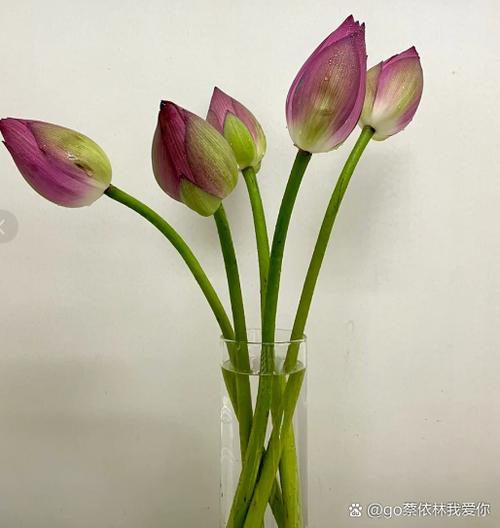 硬荷花软荷花哪个好缩略图