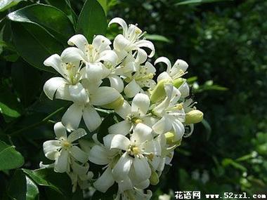 橘子花的寓意截图