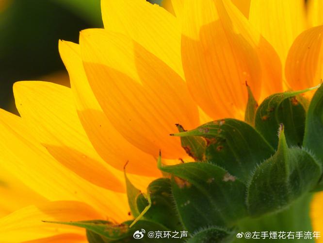向日葵远程控制电脑休眠可以唤醒吗缩略图