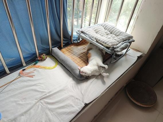 猫喜欢猫窝吗