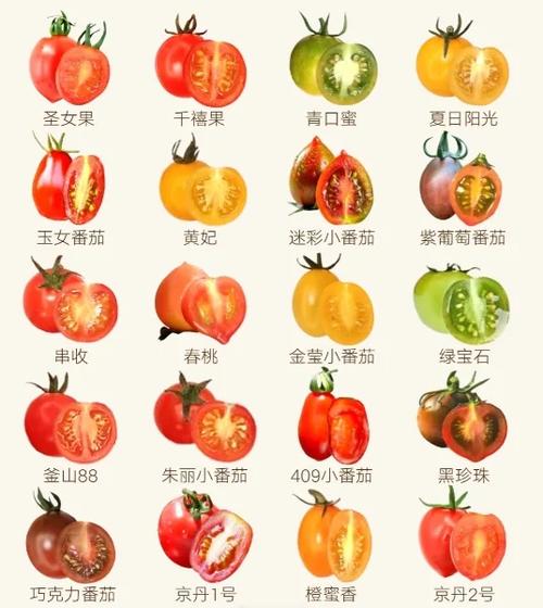 番茄品种游戏截图