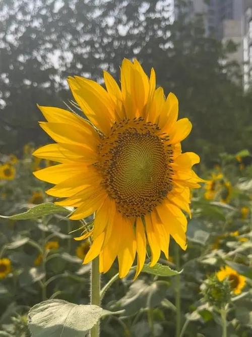 花花无限
