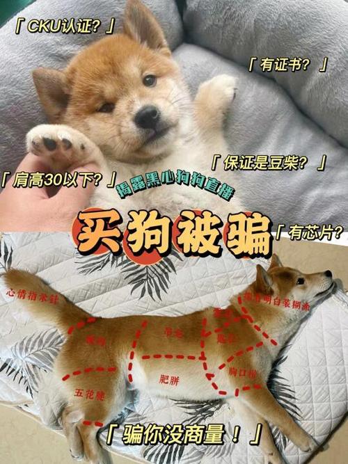 网上买狗可靠吗缩略图