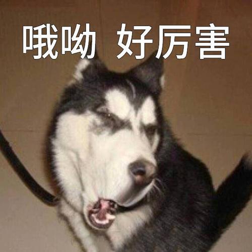 贱兮兮表情包截图