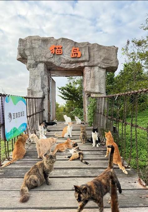 集多猫app官网下载缩略图