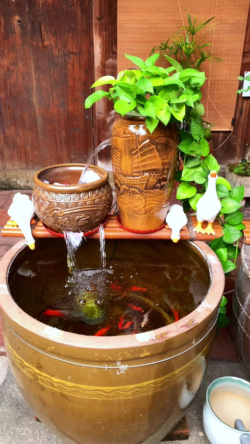 旧鱼缸重新养鱼截图