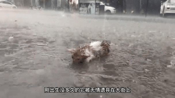 男子火烧流浪小奶猫视频截图