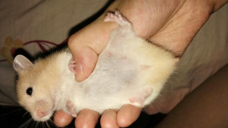 母仓鼠多大可以怀孕