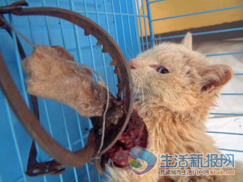 虐猫的图片100张