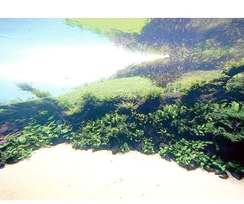 水草用普通LED灯截图