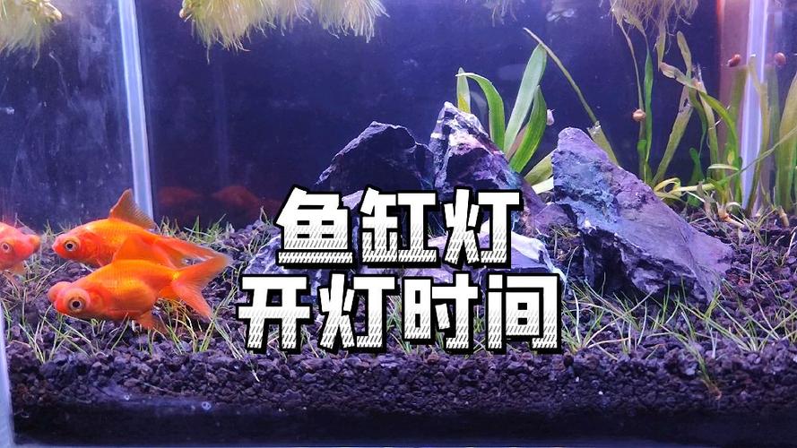 鱼缸灯要一直开着吗