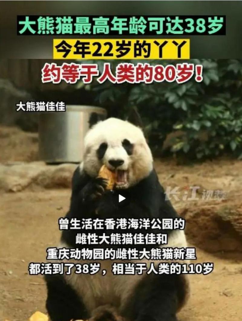 熊猫年龄能活多少年游戏截图