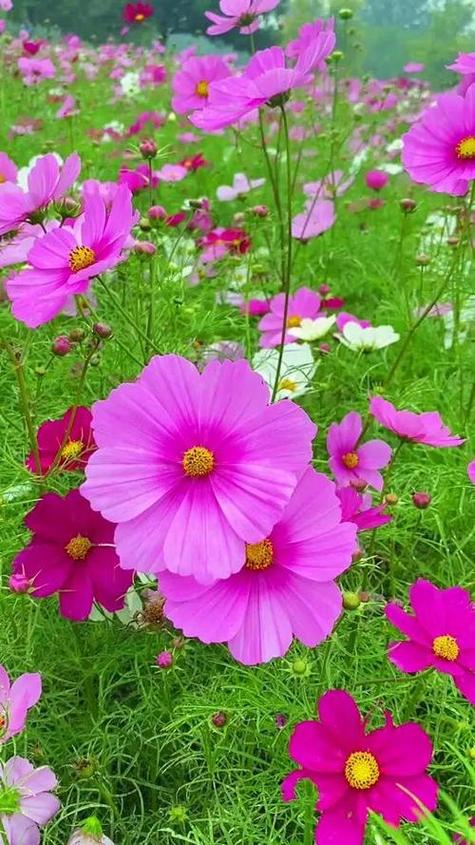 鲜花图片大全真实照片