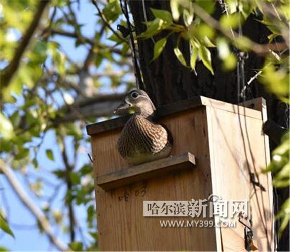 海雀智能摄像头截图