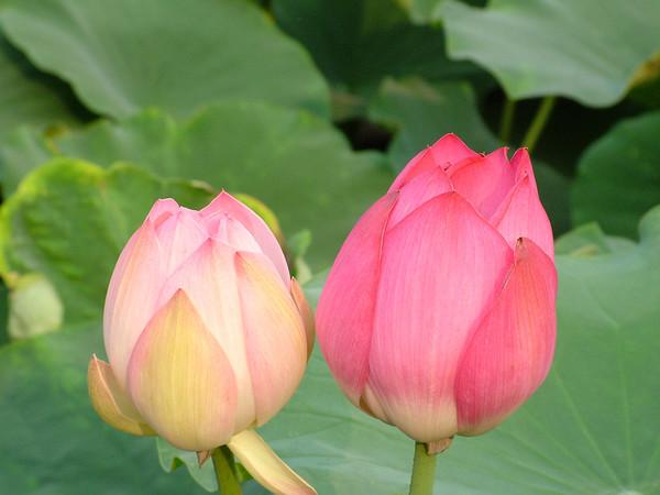 邓丽君《两相依》图标
