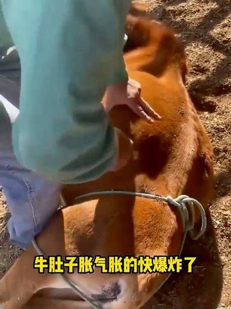 牛肚子胀怎么办最快的方法截图