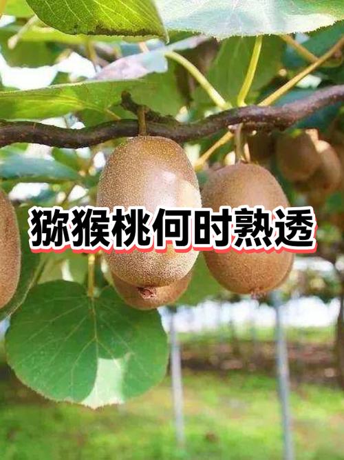 奇异果能在手机上看吗