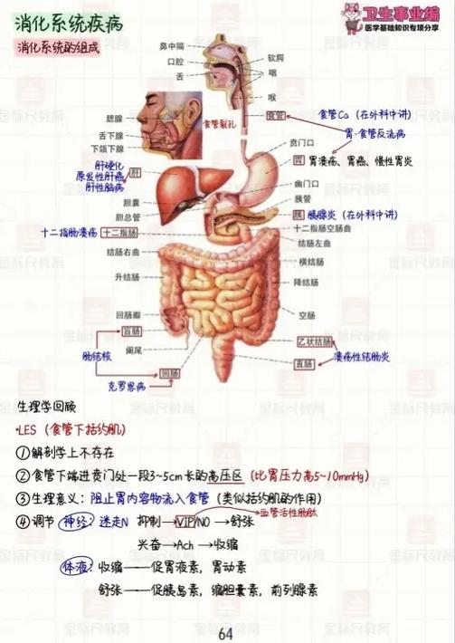 医学基础知识重点必背