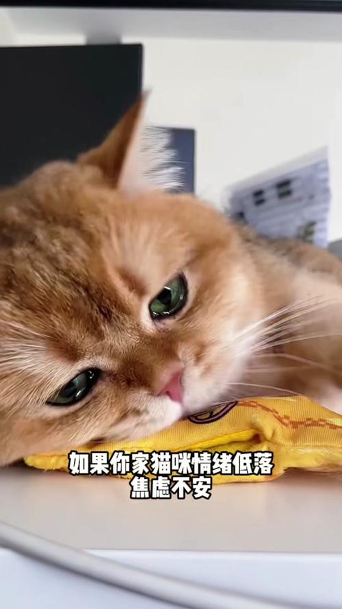 猫咪不吃猫粮怎么办截图