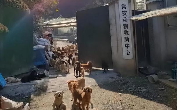 上海流浪狗收容中心电话截图
