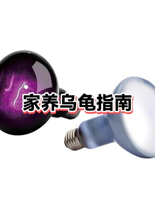 最简单的养龟方法