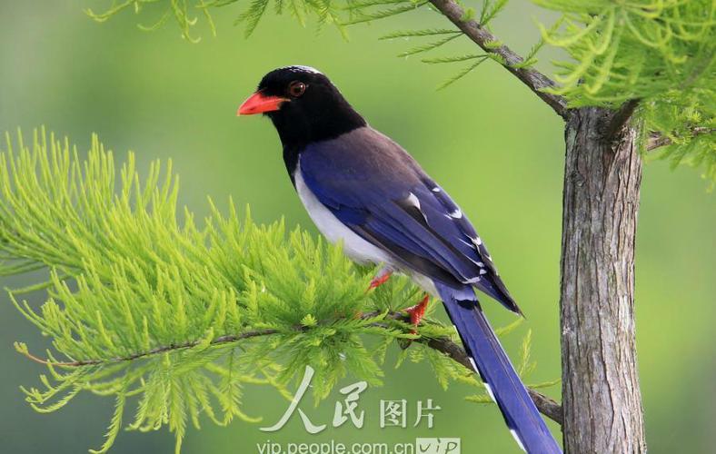 长得像喜鹊的长尾巴鸟