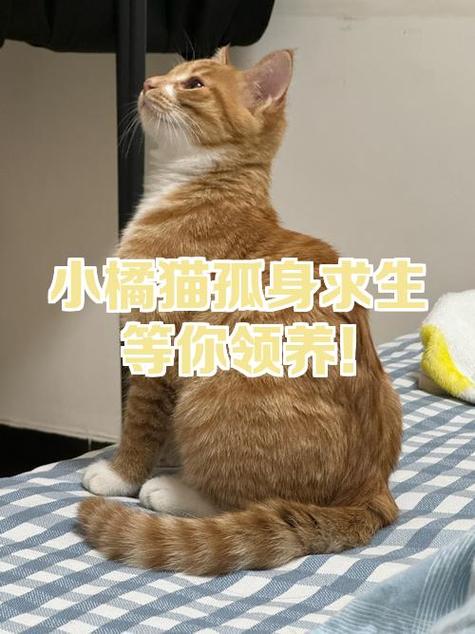 猫咪独自在家20天可以吗