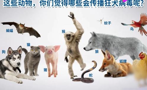 鸟会有狂犬病毒吗缩略图