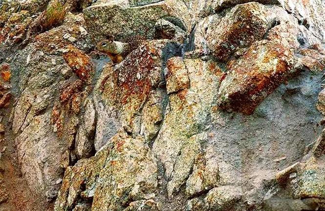 火山直播隐身进入教程图标