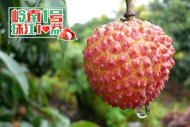 珠江台荔枝网