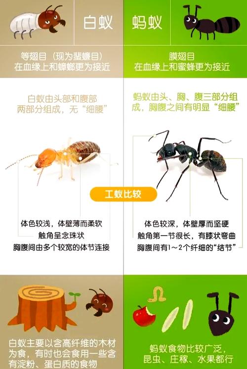 小蚁货仓和爱库存哪个好图标